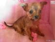 Price: $350
Chihuahua and Shihtzu mix. Tiny! Designer breed.
Source: http://www.nextdaypets.com/directory/dogs/04033dbf-dc81.aspx