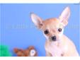 Price: $399
Chico is our little guy! Talk about a puppy who loves to cuddle.....he absolutley LOVES to be held! He is pretty small and will only be around 4 lbs full grown. Chico is up to date on his shots and dewormings. He also comes with a one year