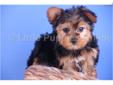 Price: $599
Chief is a sweet Yorkie puppy. Chief loves to to cuddle and play!! Chief is so cute and sweet!! Chief will be around 7 pounds full grown! He is up to date on his shots and dewormings and comes with a 1 year health warranty. He can be