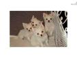 Price: $500
Rare AKC White Long Coats. Gorgeous heads, Square Chunky Bodies, Appleheads With Big Black Dreamy Eyes. Terrific Coats, Personality Plus!!! Champion Lines and should weigh between 4 to 5 pounds. We are located in Southern Ca. In the town of