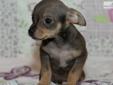 Price: $950
This advertiser is not a subscribing member and asks that you upgrade to view the complete puppy profile for this Chihuahua, and to view contact information for the advertiser. Upgrade today to receive unlimited access to NextDayPets.com. Your