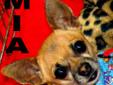 This dog is being fostered in Dallas, Texas and must be adopted within the Dallas, North Central Texas or Oklahoma City area. NAME: Mia GENDER: Female (Spayed) AGE: 4 years (as of July 2010) WEIGHT: 5.5 lbs DOGS/CATS: Great with large and small dogs,