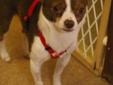 Max is 2 years old.He's all Chihuahua. This adorable little guy is best suited to a family without small children. If you give him the chance to learn to trust you, he will be totally devoted to you but it does take him some time to warm up. He is
