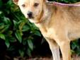 Prancer is a 10 month old Chihuahua mix, she is a great little dog and likes everyone. Prancer would make a great addition to any loving home. To get more information on Prancer or to meet her, please contact her foster mom, Pam at 850-443-2179. Like all