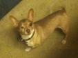 Please contact Jodie ( gottaluvme111@aol.com ) for more information about this pet. AdultChihuhua looking for a forever home. Popswill have his information updated shortly!!!! As with any new companion, it is wise to spend good quality time with them and