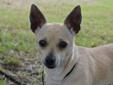 Hi! My name is Gracie! Would you like a compact dog perfect for cuddling and any size home? Well that's me! I love people and love to be held and cuddled. I get along with other dogs well too and enjoy play time with them and people! Anyway, I'd really