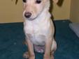 Peach is a a 10 week old Chihuahua / Dachshund mix, or better known as a Chiweenie! Peach and her sister, Pear, are very adorable and super cute! We would love to see them go together, but they can also be separated. Peach is the biggest out of the two,