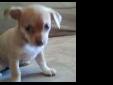 Price: $350
I HAVE A FEMALE CHIHUAHUA PUPPY 6 WEEKS OLD EATS ON HER OWN TINY LITTLE THING WEIGHS 1LB SHE IS ON EUKANUBA PUPPY CHIOT SMALL BITES SHE IS VERY PLAYFUL SUPER TINY AND LOVABLE EXTREMELY NEED TO FIND HER A HOME THERE IS A RE-HOMING SHE WILL