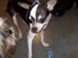 My name is Pepper. The vet thinks I'm about 1.5 yrs old and a Chihuahua mix. I'm a little guy of about 7lbs, I like other dogs and I'm learning to live with a cat. I really like to play outside and would like a home with a fenced yard so I can take sun