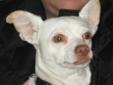 Pearl is an an adorable and very sweet little critter, who enjoys going for loves rides in the car ,and especially going for walks. She is playful and good natured. She just wants to please. Pearl is about 2 years and 12 lbs. Pearl enjoys being on a lap