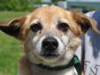 FOR MORE INFORMATION ABOUT THIS DOG, PLEASE CONTACT HIS/HER ADOPTION COORDINATOR: paws4maharaj@aol.com Meet Ginger, a senior rat terrier/sheltie mix female. Ginger is a 10 pound, very sweet, older lady, @ 8 years of age. She has pretty, soft white/golden