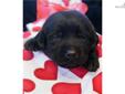 Price: $500
This advertiser is not a subscribing member and asks that you upgrade to view the complete puppy profile for this Labrador Retriever, and to view contact information for the advertiser. Upgrade today to receive unlimited access to
