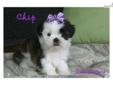 Price: $600
Beautiful shihtzu baby. Should be in the 8 pound range based on size of mom and dad. This baby has been raised with much love and care. Will be a wonderful addition to any lucky family. Sweet outgoing loving little fur babies. Shihtzus are non