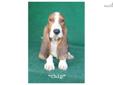 Price: $800
Chip is a very high quality, Tri colored AKC registered basset hound male puppy withÂ very LONG ears, SAD, DROOPY eyes, BIG feet and tons of LOOSE skin to fill your heart with lots of tender LOVE. All of our bassets are registered with the