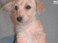 Price: $200
Piggy is an adorable Chipoo male born January 27th 2013. His father is a AKC registered apricot Toy Poodle weighing just over five pounds. His mother is a Fawn Chihuahua weighing 4pounds 3ounces. Piggy has had three vet visits, is vet health