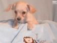 Price: $200
Sir. Henry is a tiny fawn colored male Chipoo. He was born January 27th 2013. His father is a apricot Toy Poodle. His Mother is a fawn chichuaha. Father weighs just over five pounds, and mother is just over four pounds. Mother and father are