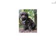Price: $2500
This advertiser is not a subscribing member and asks that you upgrade to view the complete puppy profile for this Labradoodle, and to view contact information for the advertiser. Upgrade today to receive unlimited access to NextDayPets.com.