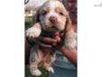 Price: $650
This advertiser is not a subscribing member and asks that you upgrade to view the complete puppy profile for this Cocker Spaniel, and to view contact information for the advertiser. Upgrade today to receive unlimited access to NextDayPets.com.