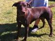 10/17/11 - Sophie is a very gentle 2 year old Chocolate Lab who was picked up along with two other dogs in Gaston. We can only assume she was abandoned or dumped because she was very, very pregnant!!! She has since had eleven beautiful puppies who are