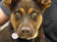 Carly is an adult female Chocolate Labrador Retriever mix. She is a sweet little girl and loves to run and play with her ten other litter mates! We do not know who her father is but her mother is a beautiful chocolate Lab. Carly is a very affectionate