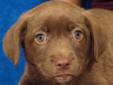 Pia is a precious female Chocolate Lab puppy. She is 8 weeks old. Pia and her brother Paz were found by the side of a road. The adoption fee is $125 and includes vet exam, all vaccinations plus rabies, deworming, negative heartworm test, and spay/neuter