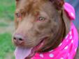 Sally is a Chocolate Labrador Retriever/pit bull mix, heavy on the Lab. She is 2 years old and looks like a Chocolate Lab with a pit bull front to her body and perky ears. Sally is active and curious about everything around her. She is smart and deserves