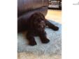 Price: $2500
This advertiser is not a subscribing member and asks that you upgrade to view the complete puppy profile for this Labradoodle, and to view contact information for the advertiser. Upgrade today to receive unlimited access to NextDayPets.com.