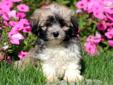 Price: $550
This is one beautiful Shichon puppy! He is vaccinated, wormed and comes with a 60 day health guarantee. This puppy is frisky, energetic and ready to play! He will make a great family pet. His date of birth is July 7th and his momma is a Bichon
