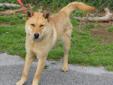 This dog is a male Chow mix. He is about 1-2 years old and weighs about 40 pounds. He is a nice dog. He has tested positive for heartworms. He must be adopted or rescued by someone who is willing to put him through treatment. Intake date: 3/5/2012 Lost