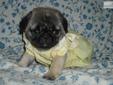 Price: $650
This advertiser is not a subscribing member and asks that you upgrade to view the complete puppy profile for this Pug, and to view contact information for the advertiser. Upgrade today to receive unlimited access to NextDayPets.com. Your