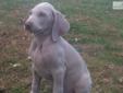 Price: $500
This advertiser is not a subscribing member and asks that you upgrade to view the complete puppy profile for this Weimaraner, and to view contact information for the advertiser. Upgrade today to receive unlimited access to NextDayPets.com.