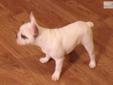Price: $1200
Super White, AKC registered French bulldog male puppy for sale.HE IS A SHOW STOPPER ! This darling Male puppy super cute and very laid back and snugly. He loves to veg out on the couch and watch TV. Being raised on an organic farm He is used