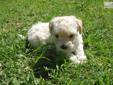 Price: $550
My name is Christopher and I'm an adorable Maltipoo puppy. I am a sweet, sweet boy and love to snuggle. I enjoy the sunshine, as you can see from my pictures. I love to snuggle up and sunbathe. I am a pretty shy girl, but as I get older my