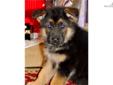 Price: $1250
This advertiser is not a subscribing member and asks that you upgrade to view the complete puppy profile for this German Shepherd, and to view contact information for the advertiser. Upgrade today to receive unlimited access to