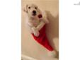 Price: $700
This advertiser is not a subscribing member and asks that you upgrade to view the complete puppy profile for this Jack Russell Terrier, and to view contact information for the advertiser. Upgrade today to receive unlimited access to