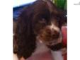 Price: $650
CINDERILLA is exotic white with chocolate & tope marking's, a American Cocker Spaniel. She look like she is going to be a well rounded dog, she has the most beautiful coat of hair you ever seen.She will be current on her shots & worming.If you