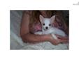 Price: $1075
This advertiser is not a subscribing member and asks that you upgrade to view the complete puppy profile for this Chihuahua, and to view contact information for the advertiser. Upgrade today to receive unlimited access to NextDayPets.com.