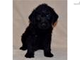Price: $750
CK's mother is Cocoa my very calm and sweet chocolate Lab. His father is my AKC Red Standard Poodle Pepi. CK is expected to be very healthy due to hybrid vigor & his coat should be little to no shed. CK will be socialized with small children