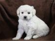Price: $1500
Meet Sailor: Griffith Kennels is proud to introduce one of our last 3 available puppies ever. We are retiring with our current dogs, so once these puppies go home we will have no more. Sailor is a CKC F1b Toy Goldendoodle. She is 1/4 Golden