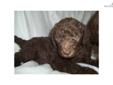 Price: $600
This advertiser is not a subscribing member and asks that you upgrade to view the complete puppy profile for this Labradoodle, and to view contact information for the advertiser. Upgrade today to receive unlimited access to NextDayPets.com.