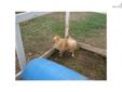 Price: $200
This advertiser is not a subscribing member and asks that you upgrade to view the complete puppy profile for this Pomeranian, and to view contact information for the advertiser. Upgrade today to receive unlimited access to NextDayPets.com.