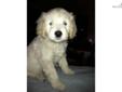Price: $1500
This advertiser is not a subscribing member and asks that you upgrade to view the complete puppy profile for this Goldendoodle, and to view contact information for the advertiser. Upgrade today to receive unlimited access to NextDayPets.com.