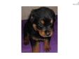 Price: $500
This advertiser is not a subscribing member and asks that you upgrade to view the complete puppy profile for this Rottweiler, and to view contact information for the advertiser. Upgrade today to receive unlimited access to NextDayPets.com.