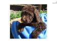 Price: $975
This adorable, standard, multigen Labradoodle puppy is waiting to be claimed! He, along with his two brothers and five sisters, were born on June 25, 2013 and are being raised at our home by ourselves and our four boys. He is hypoallergenic;