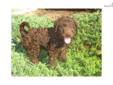 Price: $975
This adorable, standard, multigen Labradoodle puppy is waiting to be claimed! He, along with his two brothers and five sisters, were born on June 25, 2013 and are being raised at our home by ourselves and our four boys. He is hypoallergenic;