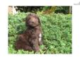 Price: $975
This adorable, standard, multigen Labradoodle puppy is waiting to be claimed! She, along with her three brothers and four sisters, were born on June 25, 2013 and are being raised at our home by ourselves and our four boys. She is