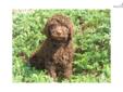 Price: $975
This adorable, standard, multigen Labradoodle puppy is waiting to be claimed! He, along with his two brothers and five sisters, were born on June 25, 2013 and are being raised at our home by ourselves and our four boys. He is hypoallergenic;