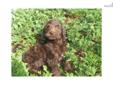 Price: $975
This adorable, standard, multigen Labradoodle puppy is waiting to be claimed! She, along with her three brothers and four sisters, were born on June 25, 2013 and are being raised at our home by ourselves and our four boys. She is