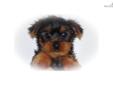 Price: $595
This advertiser is not a subscribing member and asks that you upgrade to view the complete puppy profile for this Yorkshire Terrier - Yorkie, and to view contact information for the advertiser. Upgrade today to receive unlimited access to
