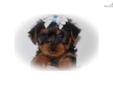 Price: $595
This advertiser is not a subscribing member and asks that you upgrade to view the complete puppy profile for this Yorkshire Terrier - Yorkie, and to view contact information for the advertiser. Upgrade today to receive unlimited access to